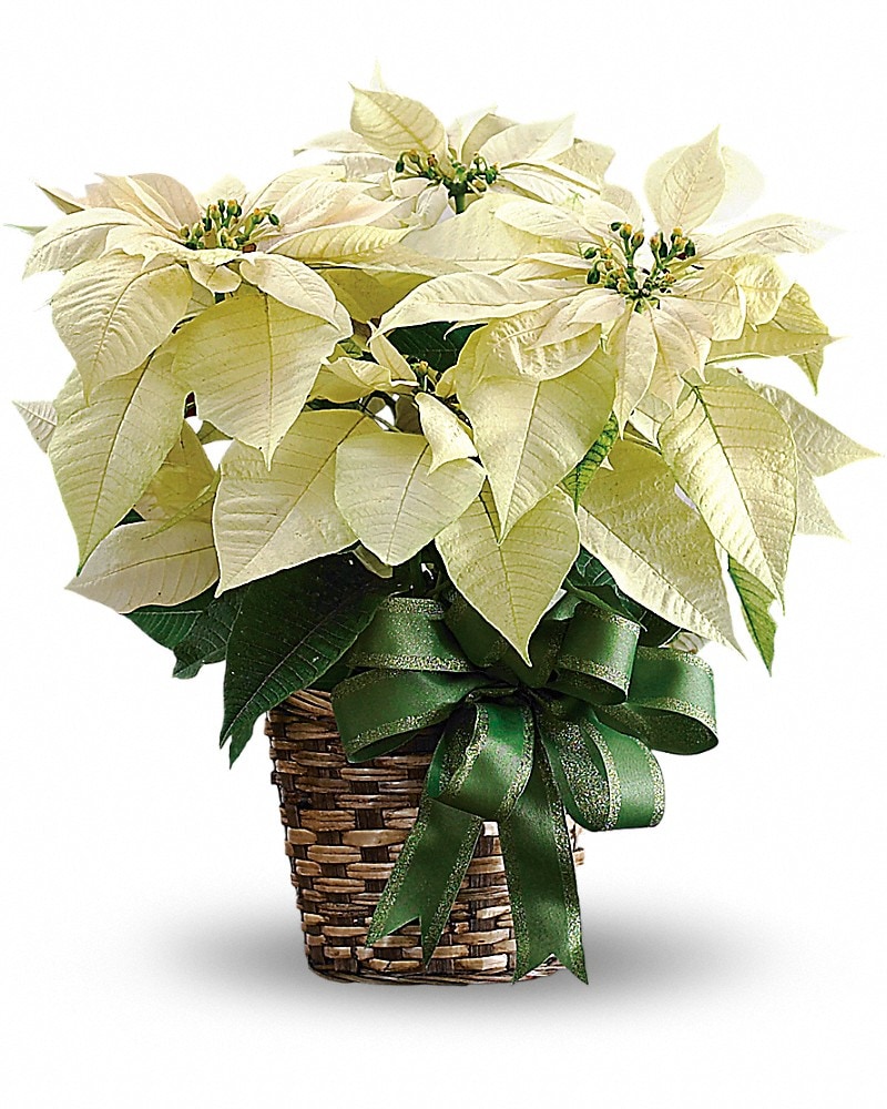 White Poinsettia Bouquet