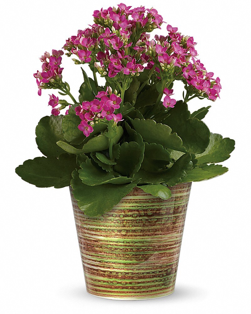 Simply Happy Kalanchoe Plant by Teleflora Plant