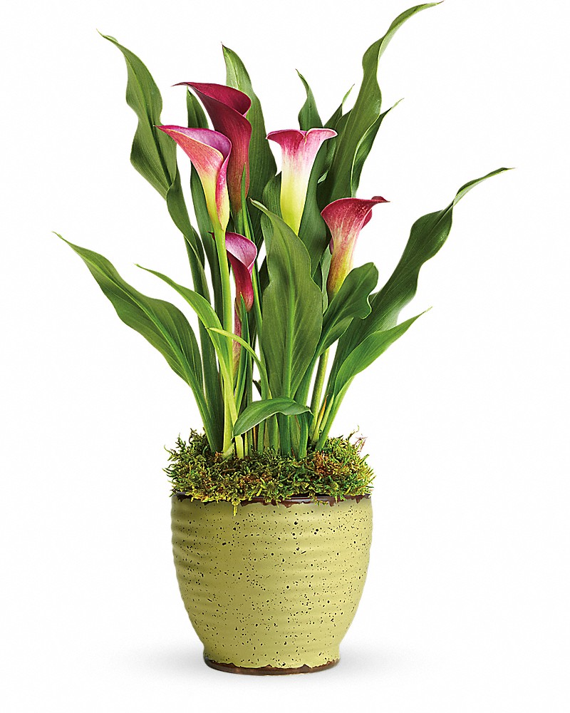 Teleflora's Spring Calla Lily Plant
