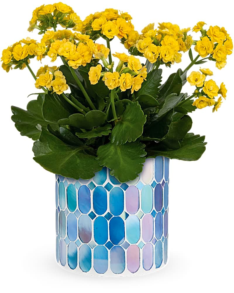 Teleflora's Sunny Kalanchoe