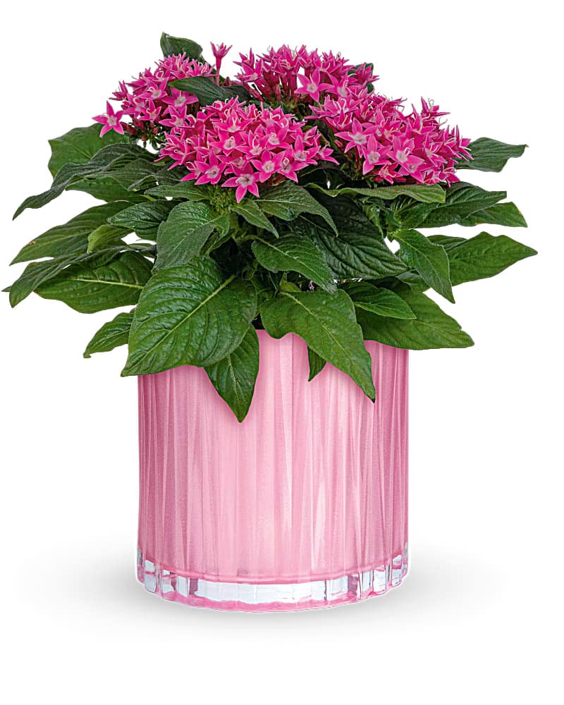 Teleflora's Shimmering Starcluster