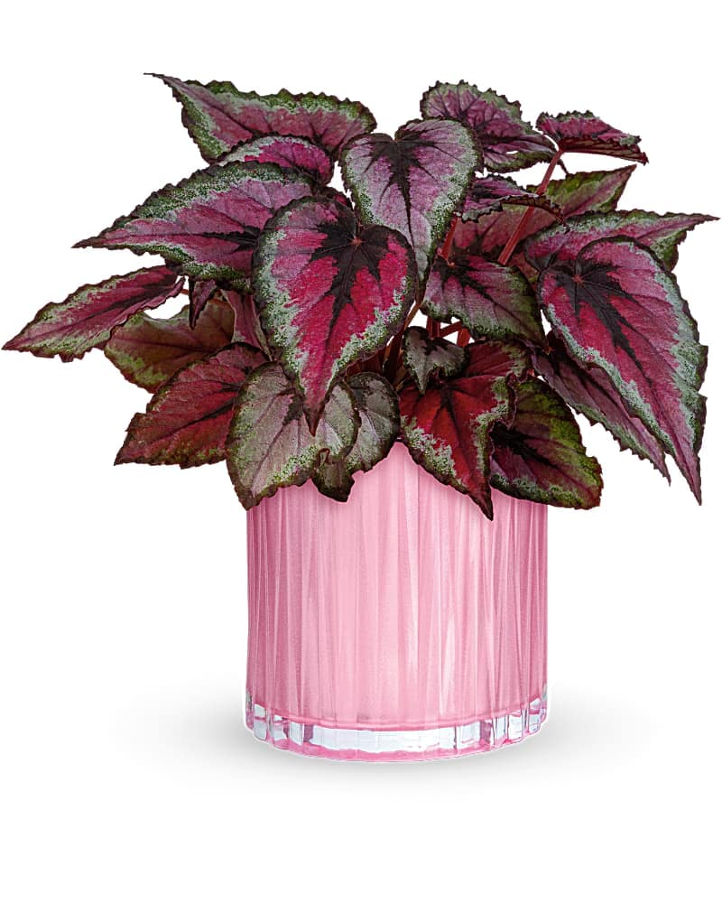 Teleflora's Sparkling Begonia