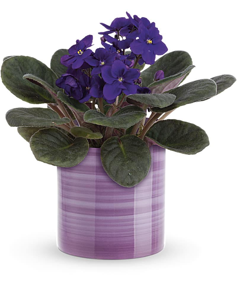Teleflora's Splendid Violets