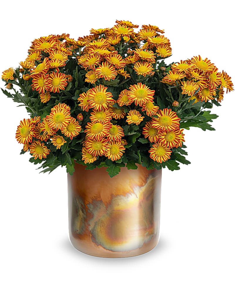 Teleflora's Autumnal Chrysanthemum