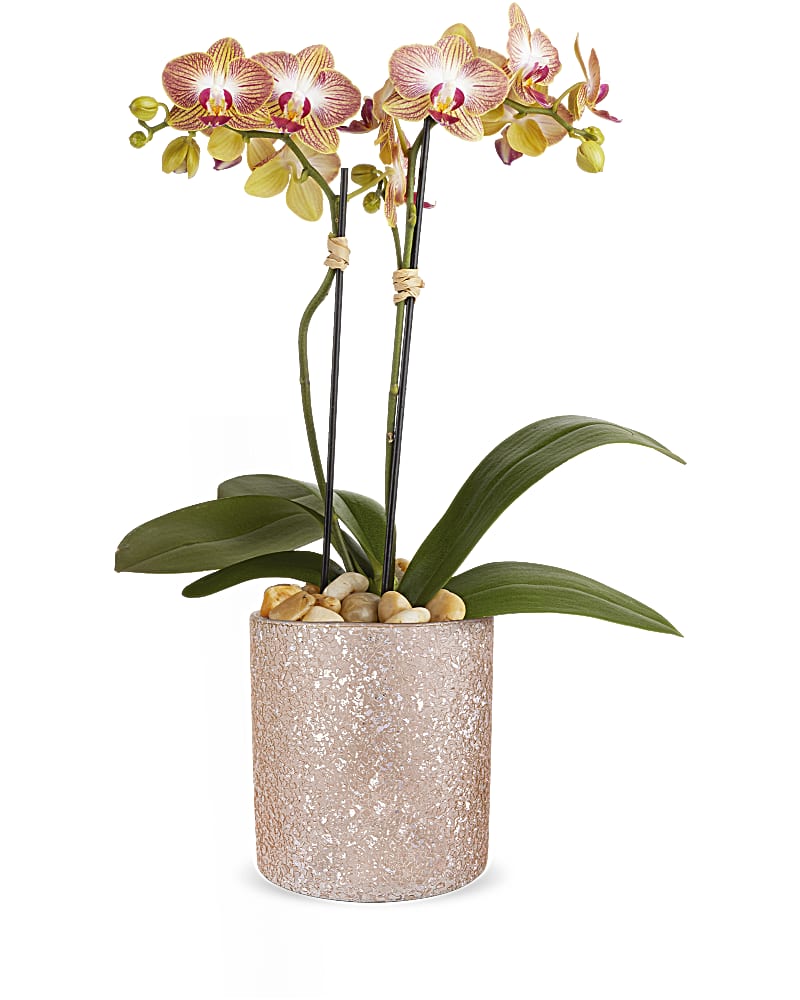 Teleflora's Sparkling Orchid
