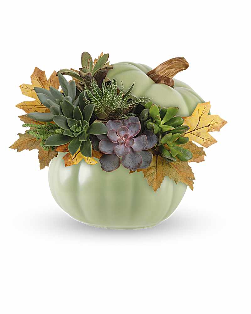 Teleflora's Sage Pumpkin Succulent Garden