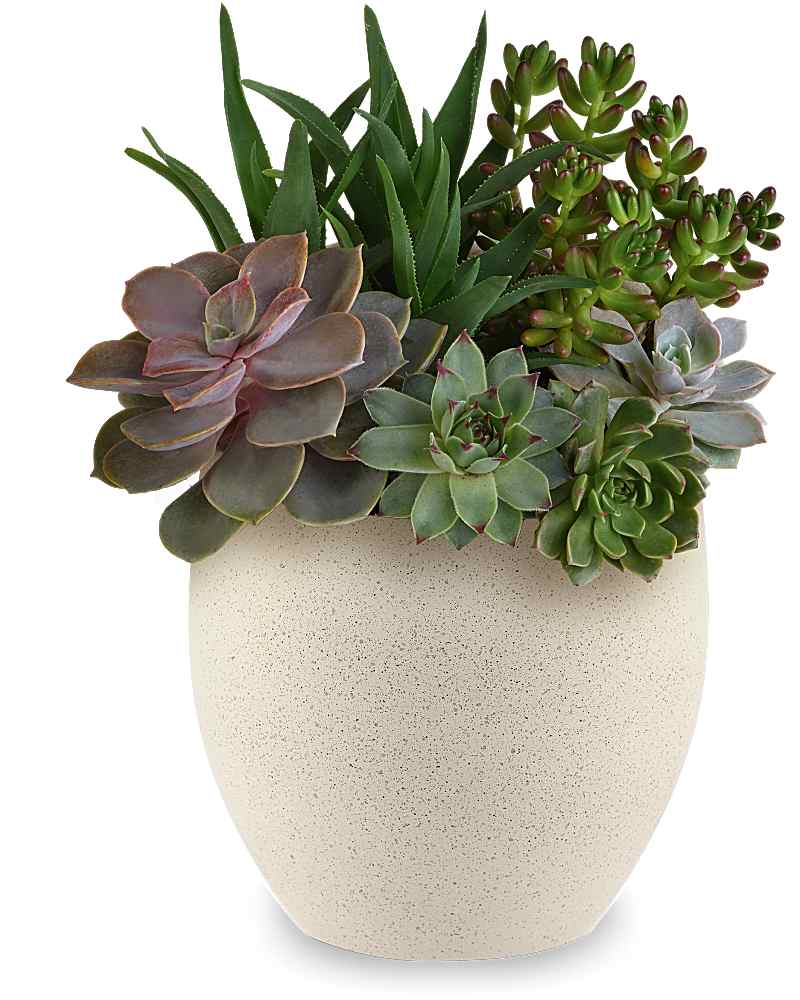 Send The Best Deal of the Day - Biggest Freshest Arrangement