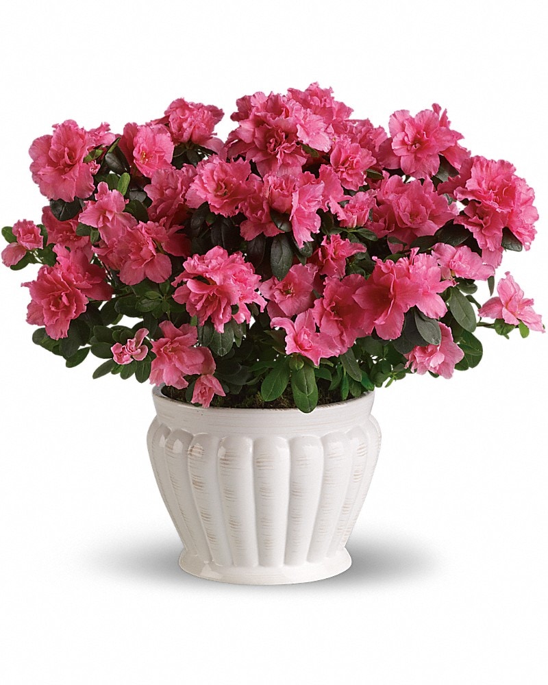 Pretty In Pink Azalea Plant
