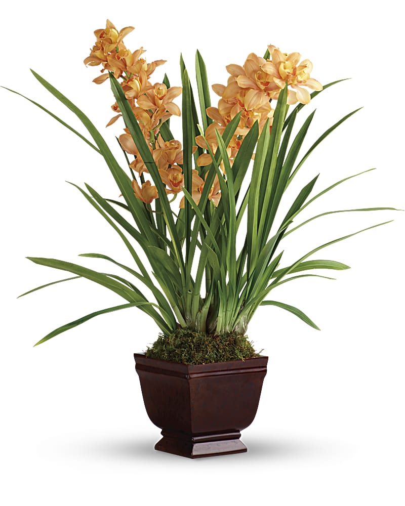 Teleflora's Regally Yours Orchid