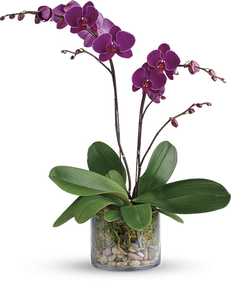 Glorious Gratitude Orchid Plant