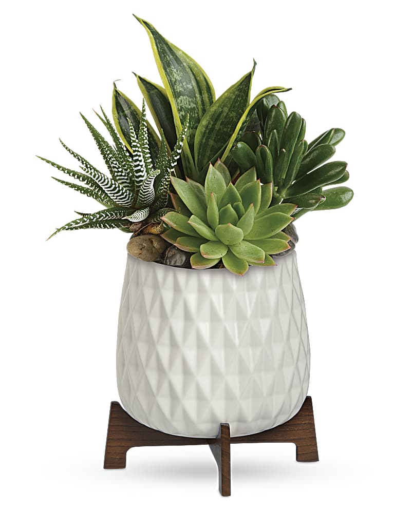 Teleflora's Modern Mood Succulent Garden
