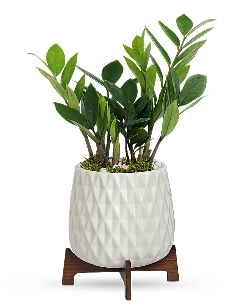 Teleflora's Luxe Leaves Plant