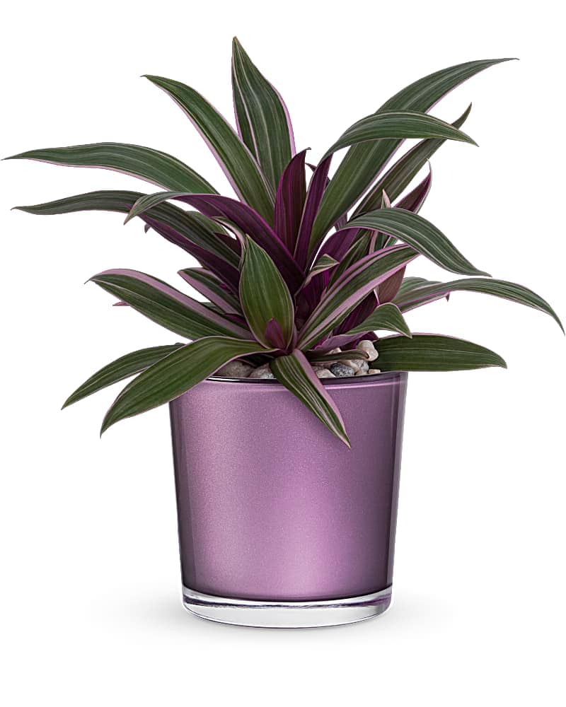 Teleflora's Leaves Of Amethyst Plant