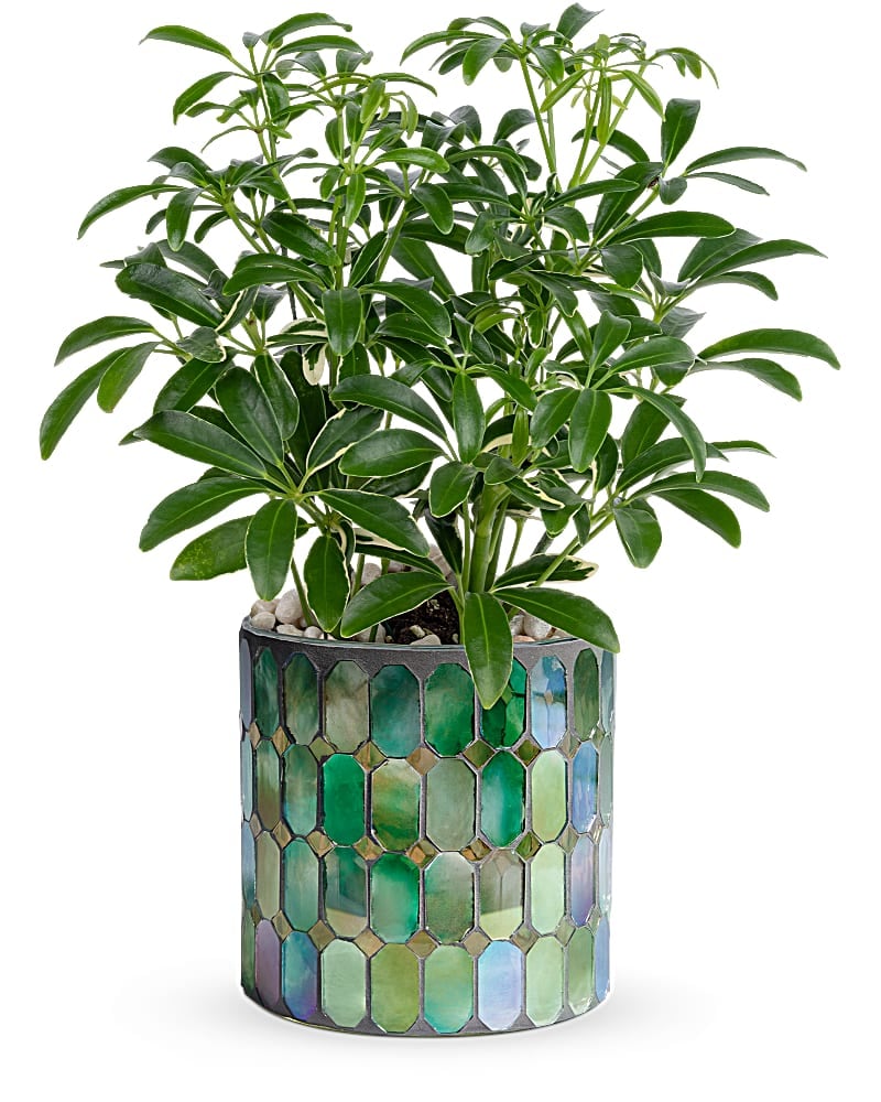 Teleflora's Leaves Of Glass Plant