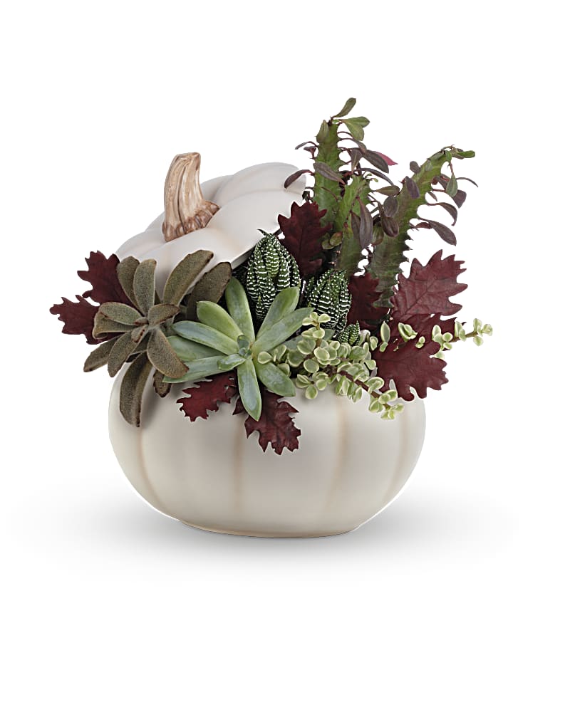 Teleflora's Spooky Succulent Garden