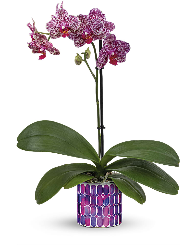 Teleflora's Jewel Shine Orchid