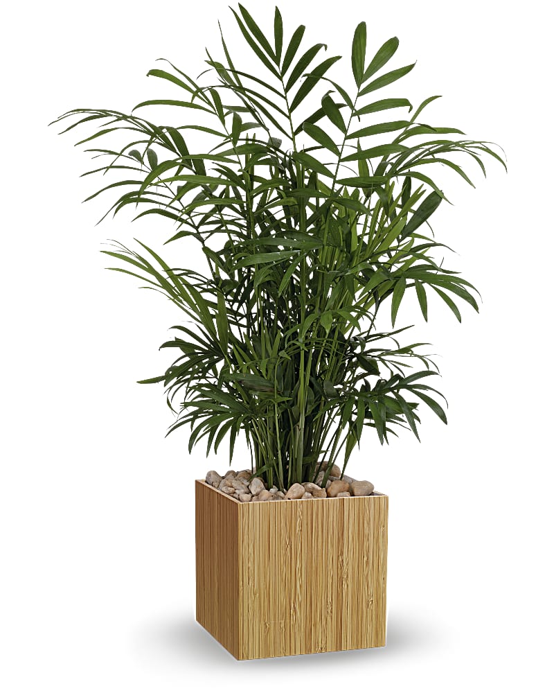 Teleflora's Peaceful Palm